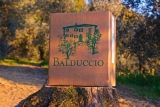 Olivenöl Extra Vergine Balduccio Ernte 2021 (2,5 Liter) - Toskana